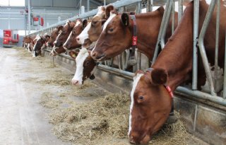 CLM+vreest+intensieve+melkveehouderij