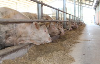 Nog+steeds+uitbraken+van+blauwtong+in+Frankrijk