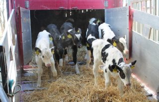 Ook+Fuite+haalt+zelf+kalveren+op+bij+melkveehouders