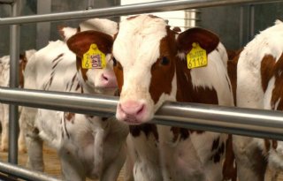 Zoeken+naar+%E2%80%98nieuwe+standaard%E2%80%99+in+samenwerking+met+melkveehouderij