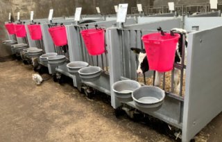 Meeste kalveren halen norm biestopname