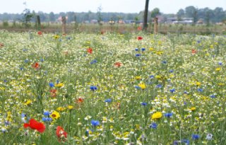 PBL+voorziet+meer+maatregelen+om+natuurdoelen+te+halen