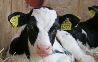 %26%23039%3BKalf+bij+koe+is+aan+melkveehouder%26%23039%3B