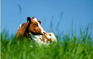 Dubbeldoelkoe+goed+voor+milieu+en+kalverhouderij