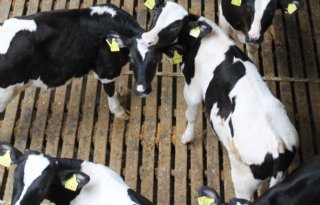 Boeren kunnen zelf stikstofuitstoot stal verminderen