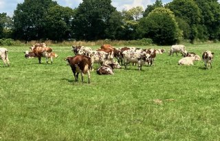 Frankrijk+start+noodvaccinatie+tegen+LSD
