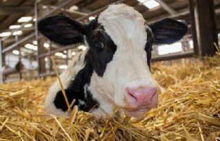 Veel variatie in Hb-gehalte bij pasgeboren kalveren