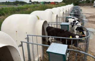 Kalf+langer+op+melkveebedrijf+lijkt+onvermijdelijk