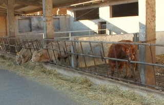Lumpy skin disease laait op in Italië