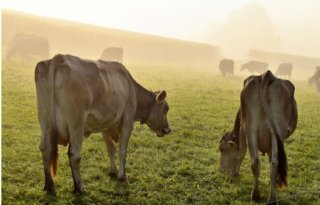 Nieuw+BSE%2Dgeval+in+Schotland