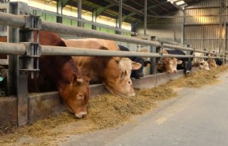 Blokkades+opgeheven%2C+nog+wel+quarantaine