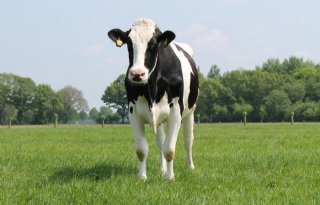 Ammoniakemissie+verlagen+met+management+lukt