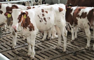Adema wil realisme in regelgeving dierwaardige veehouderij