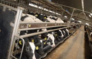 Hogere+groei+met+losse+grondstoffen+in+startfase