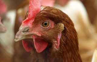 Pluimveehouderij+aan+de+bak+voor+reductie+fijnstof