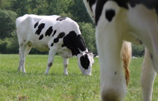 Gesprekken+landbouwakkoord+naderen+finale