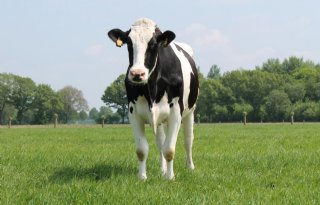 Minder+koeien%2C+maar+niet+minder+ammoniak+op+Schiermonnikoog