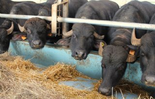 Twee+risicoscenario%27s+voor+Nederland%2C+etensresten+mogelijke+boosdoener