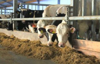 Natuurlijke+pensbuffer+geeft+gezondere+pens