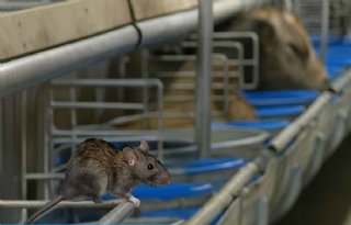 Tien+tips+om+ratten+en+muizen+te+weren