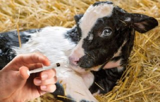 Gezonde+kalveren+basis+voor+ieders+succes