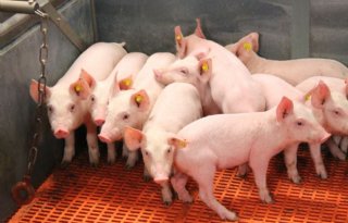 Bezetting+varkensbedrijf+schokt+veehouders
