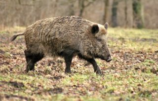 Varkenspest+vastgesteld+buiten+bufferzone