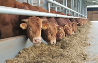 Vrijstelling+fosfaatrechten+vleesvee%3A+aanmelden+tot+6+november