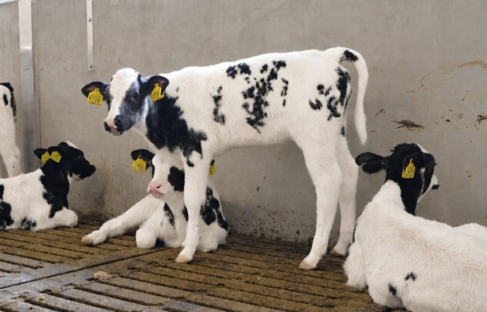 Dit is de route naar dierwaardige kalverhouderij in 2040