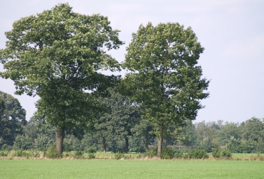 Na Brabant komt ook provincie Utrecht met rigoureus stikstofplan