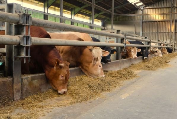 Blokkades opgeheven, nog wel quarantaine
