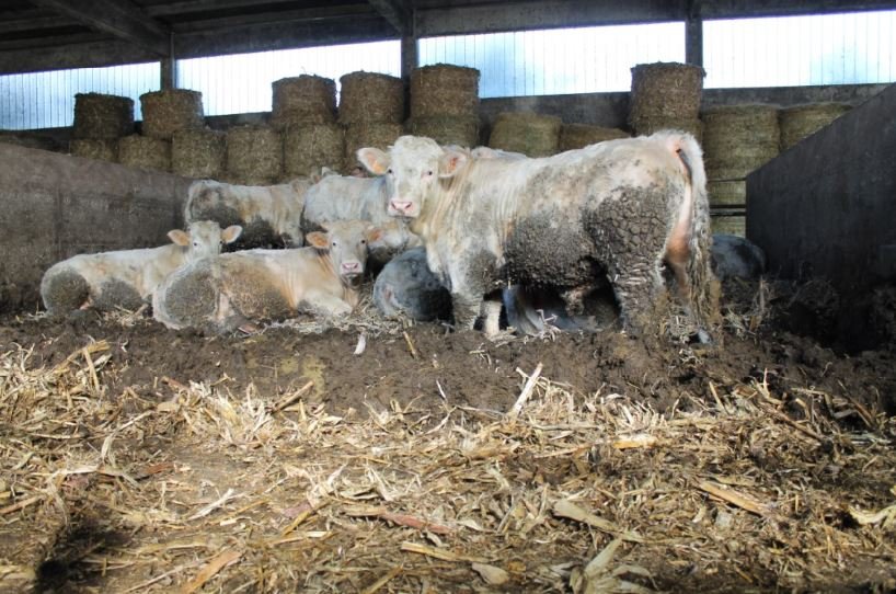 Azië stuwt handel in rundvlees