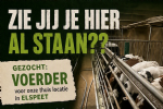 Voeder gezocht